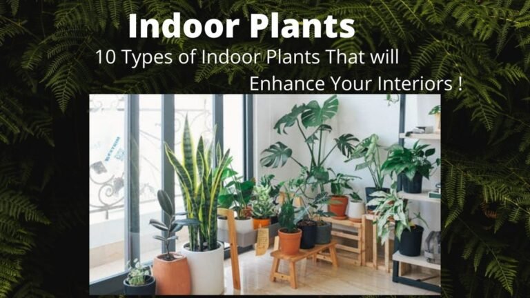 Indoor Plants e1614327469789