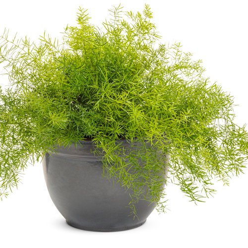 indoor plants