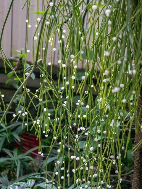 indoor plants