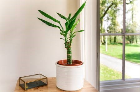 indoor plants