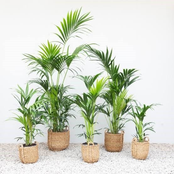 Indoor plants