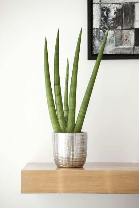 indoor plants