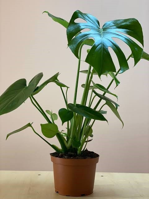indoor plants