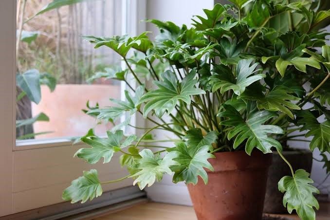 indoor plants