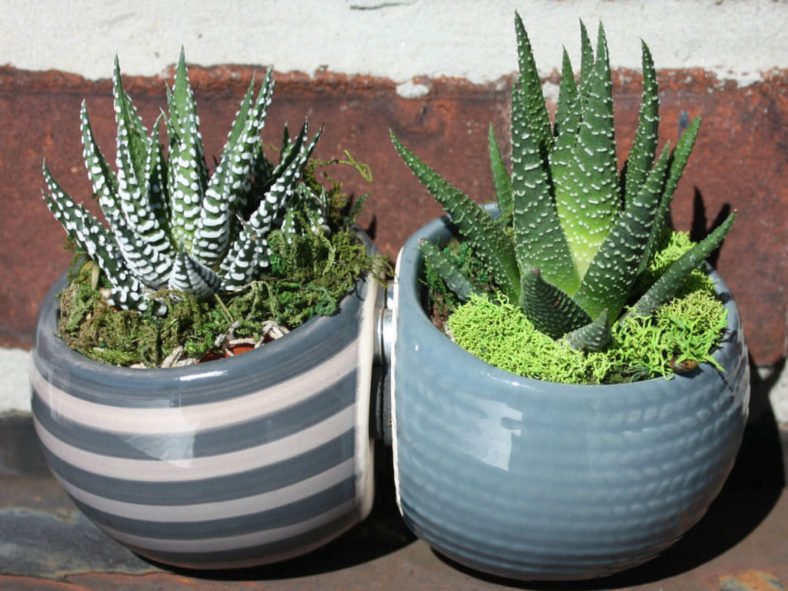 succulents used