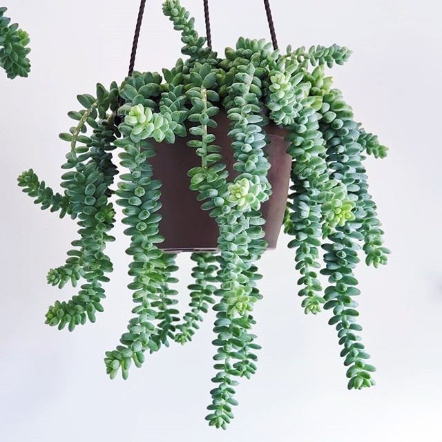 succulents used