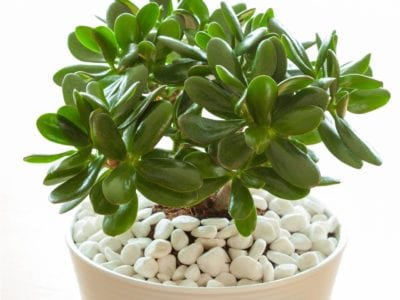succulents used