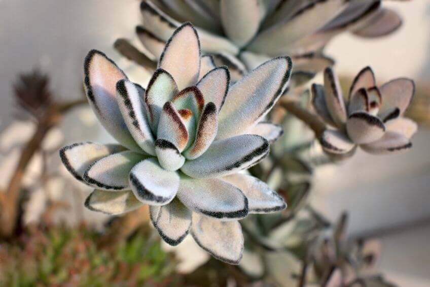 succulents used