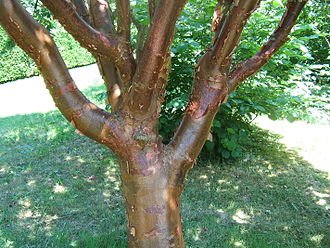 types of wood species