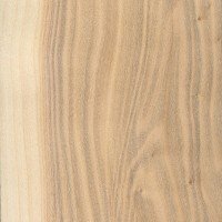 Types of wood species