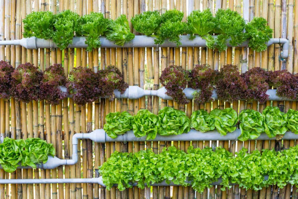 Vertical Gardening