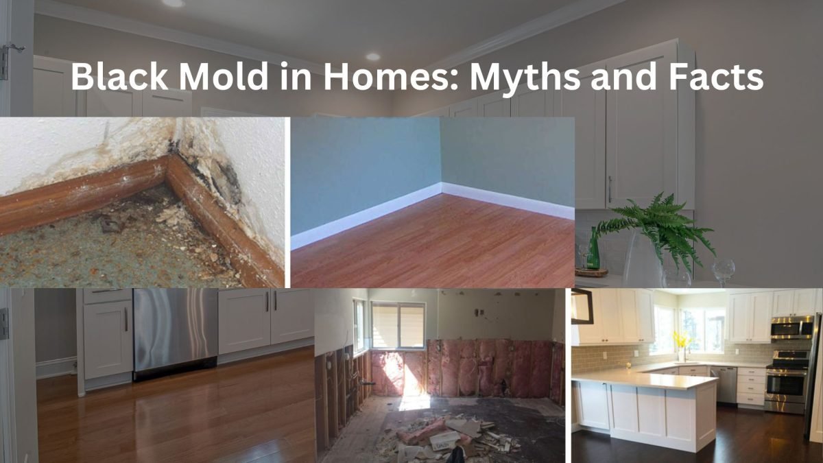 Black Mold in Homes: Myths and Facts 