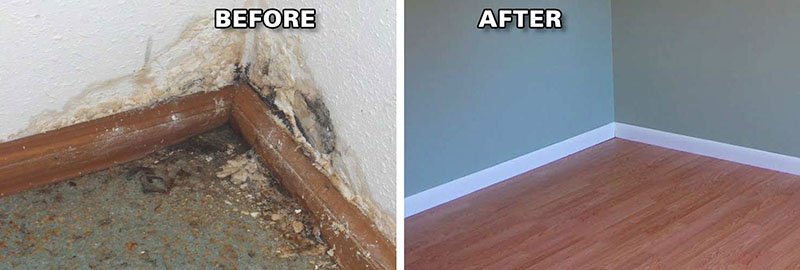 Black Mold in Homes